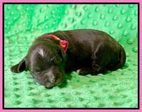 Oreo Rebel pups 1 wk old 41