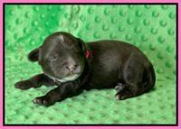 Oreo Rebel pups 1 wk old 51