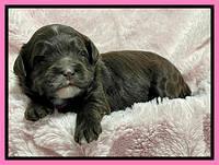 Oreo Rebel pups 2 wks old 11