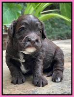 Oreo Rebel pups 3 wks old 11
