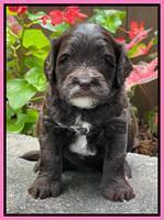 Oreo Rebel pups 4 wks old 41