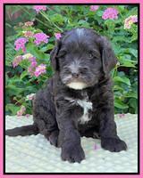 Oreo Rebel pups 5 wks old 21