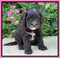 Oreo Rebel pups 5 wks old 61