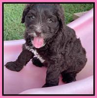 Oreo Rebel pups 6 wks old 21