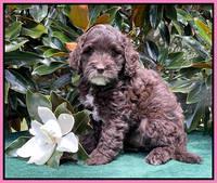 Oreo Rebel pups 7 wks old 11