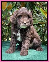 Oreo Rebel pups 7 wks old 21