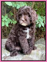 Oreo Rebel pups 8 wks old 121