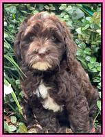 Oreo Rebel pups 8 wks old 151