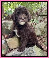 Oreo Rebel pups 8 wks old 91