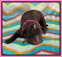 Oreo Rebel pups newborn 2 1