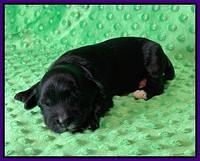 Oreo Rebel pups 1 wk old 101