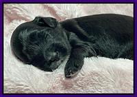 Oreo Rebel pups 2 wks old 51