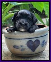 Oreo Rebel pups 3 wks old 111