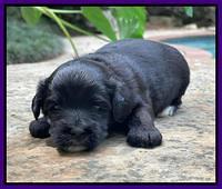 Oreo Rebel pups 3 wks old 131