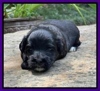 Oreo Rebel pups 3 wks old 141