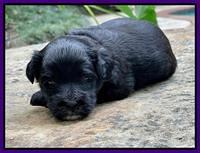 Oreo Rebel pups 3 wks old 151