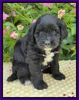 Oreo Rebel pups 5 wks old 191