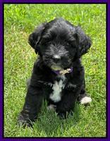 Oreo Rebel pups 6 wks old 101