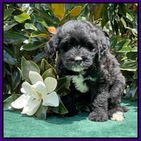Oreo Rebel pups 7 wks old 201