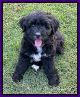 Oreo Rebel pups 7 wks old 211