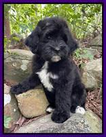 Oreo Rebel pups 8 wks old 12100