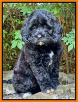 Scharff family Missouri’s lee “Zuzu”: 8 week weight: 7 lb 12 oz (Black with white)