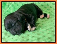 Oreo Rebel pups 1 wk old 131