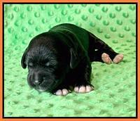 Oreo Rebel pups 1 wk old 141