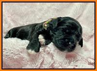 Oreo Rebel pups 2 wks old 151