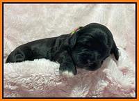Oreo Rebel pups 2 wks old 161