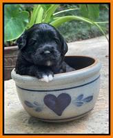 Oreo Rebel pups 3 wks old 281