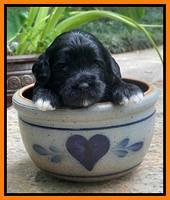 Oreo Rebel pups 3 wks old 301