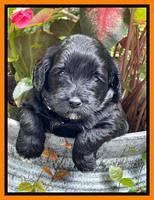 Oreo Rebel pups 4 wks old 331