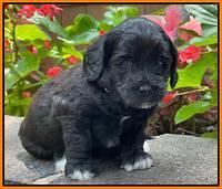 Oreo Rebel pups 4 wks old 371