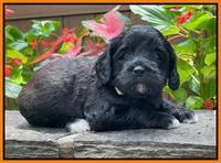 Oreo Rebel pups 4 wks old 381