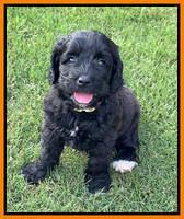 Oreo Rebel pups 6 wks old 231