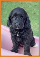 Oreo Rebel pups 6 wks old 251