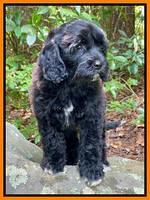 Oreo Rebel pups 8 wks old 1300