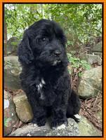 Oreo Rebel pups 8 wks old 2300