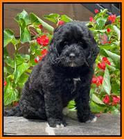 Oreo Rebel pups 8 wks old 6300