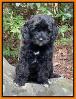 Oreo Rebel pups 8 wks old 7300