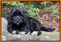 Oreo Rebel pups 8 wks old 8300