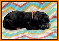 Oreo Rebel pups newborn 16 1