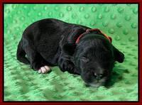 Oreo Rebel pups 1 wk old 61