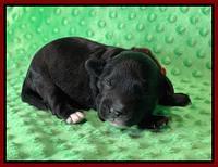Oreo Rebel pups 1 wk old 71