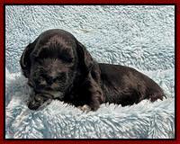 Oreo Rebel pups 2 wks old 101