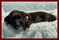 Oreo Rebel pups 2 wks old 111