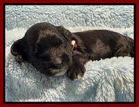 Oreo Rebel pups 2 wks old 91