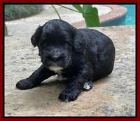 Oreo Rebel pups 3 wks old 171