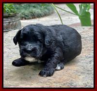 Oreo Rebel pups 3 wks old 181